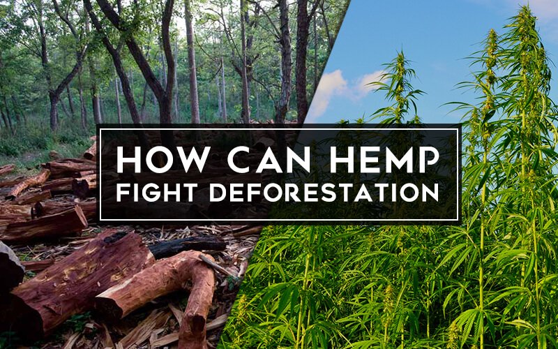 How Can Hemp Fight Deforestation