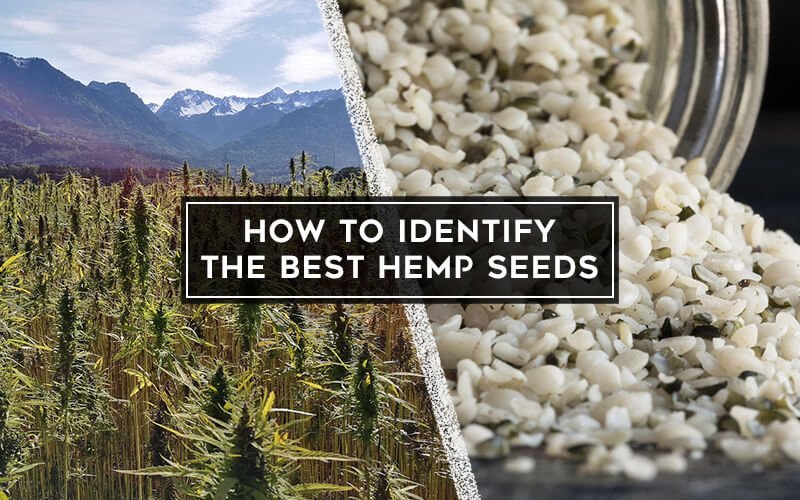 How to Identify Hemp Seeds