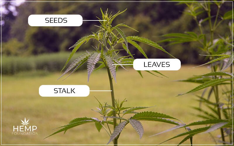 The Usages Of Every Part Of Hemp Plant