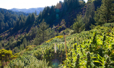 Here is How Hemp can Keep Climate Change at Bay