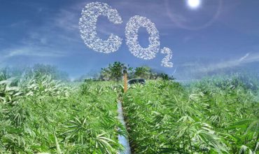 How Hemp Can Reduce Carbon Dioxide in the Air