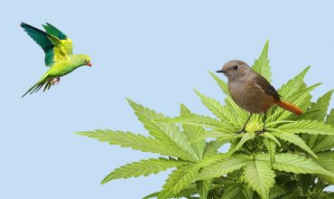 How Hemp Can Save Birds From Dying