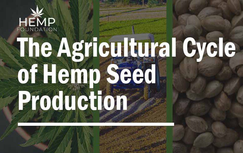 Hemp Seed Production