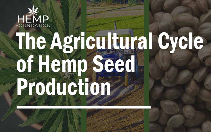 The Agricultural Cycle of Hemp Seed Production