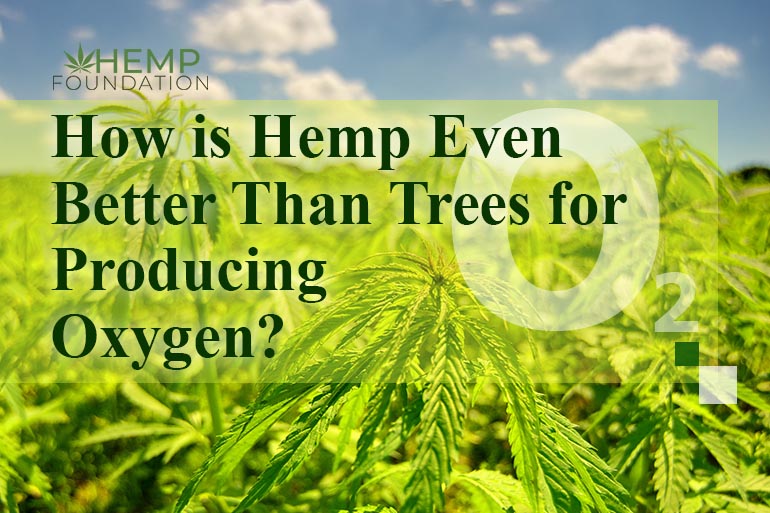 How is Hemp Even Better Than Trees for Producing Oxygen?
