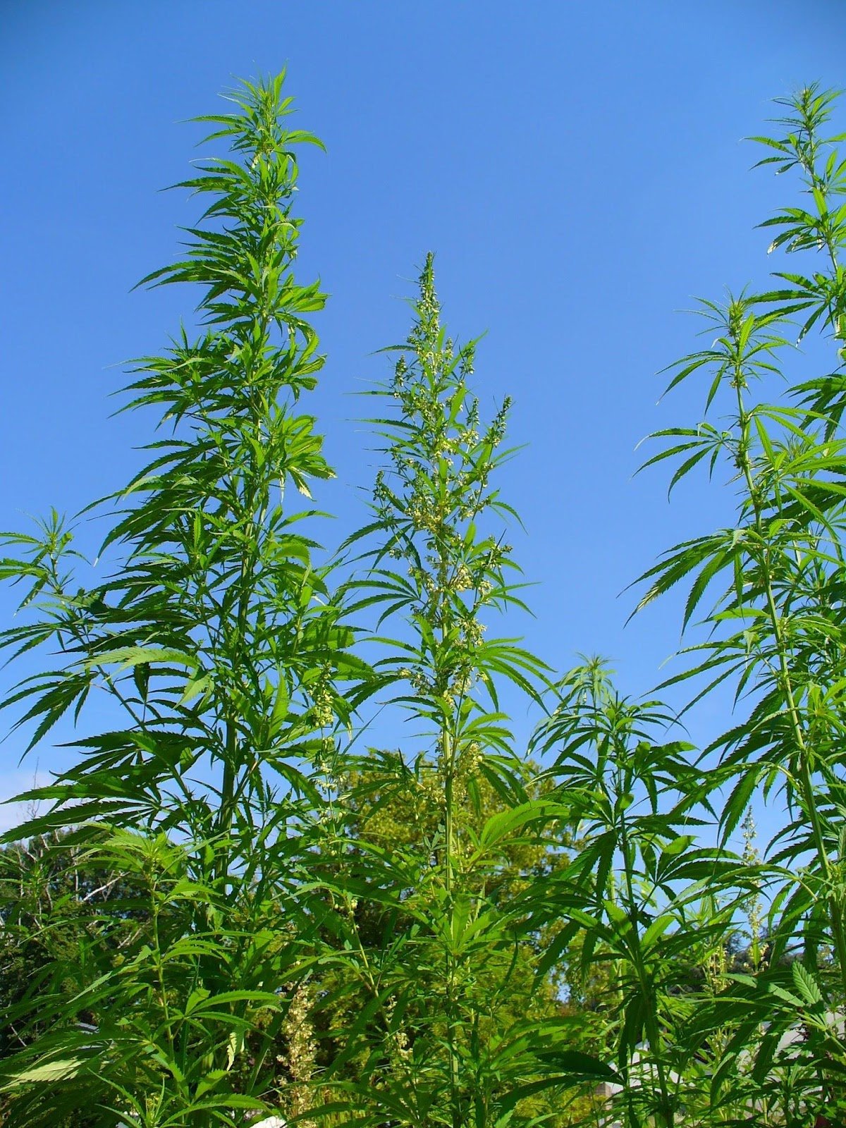 Hemp vs Linen: 5 Reasons Hemp Is The Ultimate Natural Fiber – WAMA