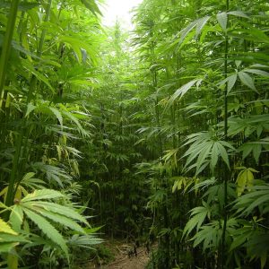 Morocco legalized marijuana – 360-degree analysis