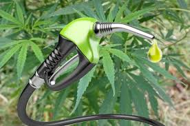 Hemp for biofuels and energy