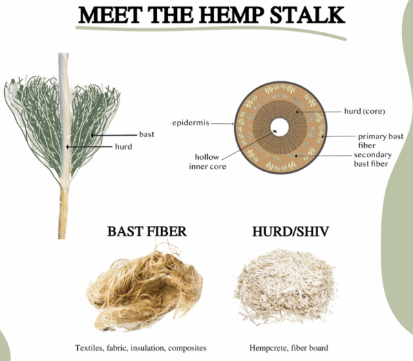 How Hemp Becomes Fabric – A Step-by-Step Explanation