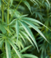 Hemp-Plastic-Products-What-Can-Be-Made-from-Hemp-Bioplastic