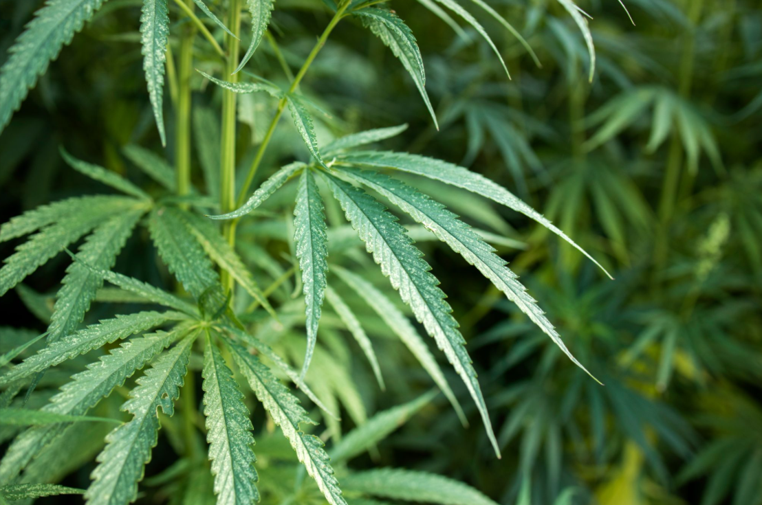 Hemp-Plastic-Products-What-Can-Be-Made-from-Hemp-Bioplastic