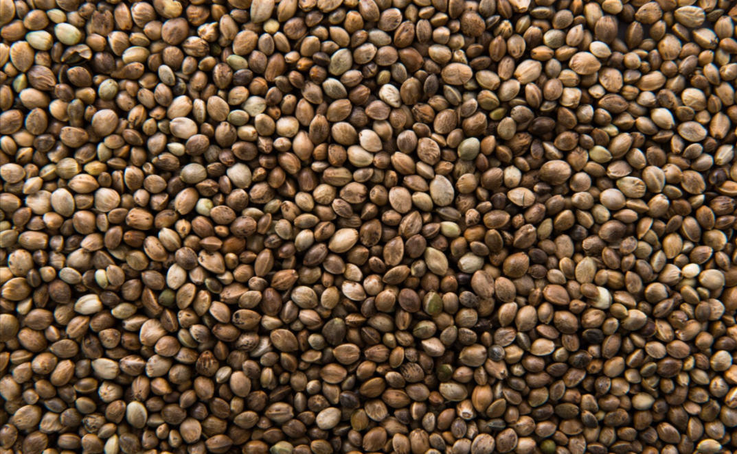 State-of-the-Hemp-Seeds-Market-in-India
